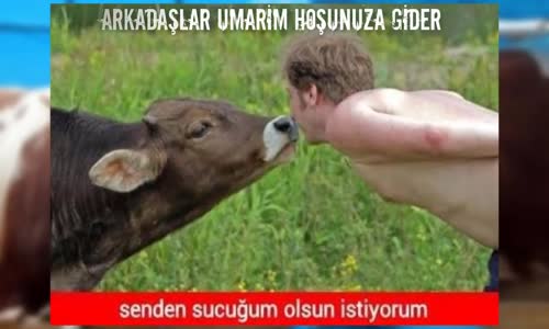 En Sayko Capsler 2017 Hayvanlar 