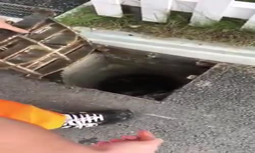 Mazgala Düşen Ördek Yavrularını Kurtarmak