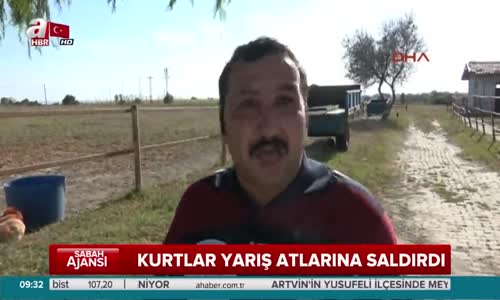 Kurtlar Yarış Atlarına Saldırdı