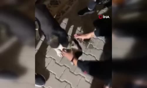 Köpeğe alkol işkencesi