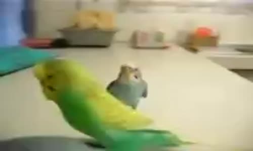 Aralarında Konuşan Papağanlar