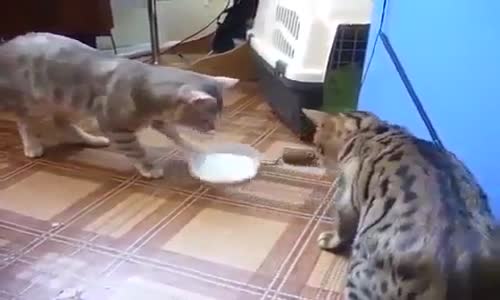 Centilmen Kedi Ailesi