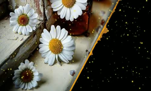 İçime sevda kaçar - HiraiZerdüş 