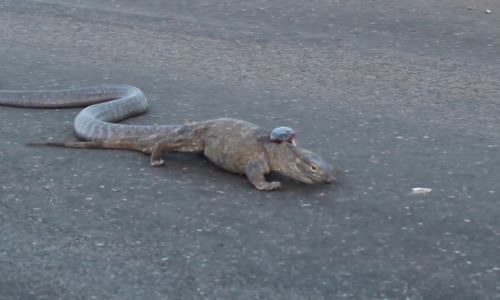 Kertenkeleyi Boynundan Isıran Kobra Yılanı