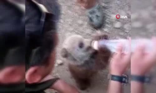 Sınırda Bulunan Ayı Yavrusu İlgi Odağı Oldu 