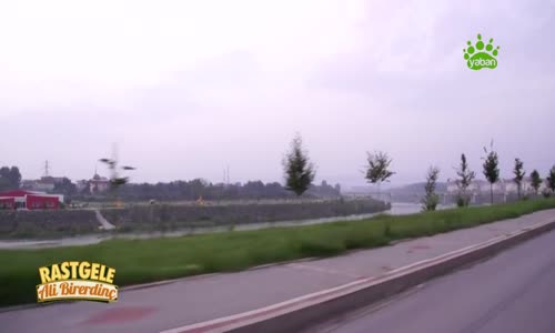 Samsun Çarşamba Bıldırcın Avı 