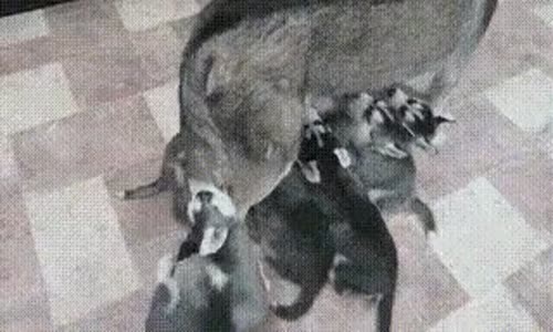 Yavru Köpek Sütünü Emmeyi Kuyrukta Ararken 