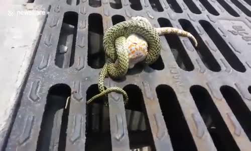 Kertenkelenin Ölü Taklidi Yaparak Yılandan Kaçması