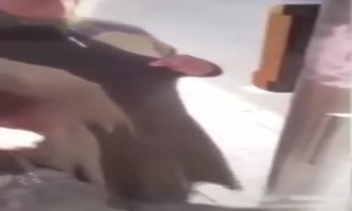 Trafik Lambasıyla Konuşan Teyze