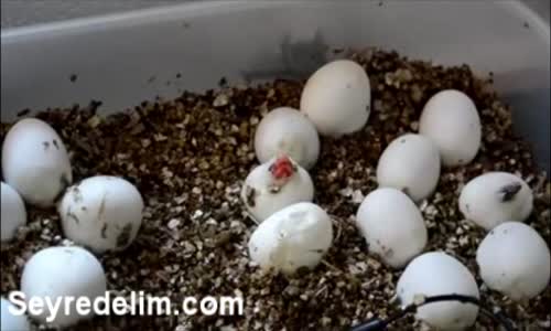 Yılan Yavrusunun Yumurtadan Nasıl Çıktıgı Sizi Şaşırtacak