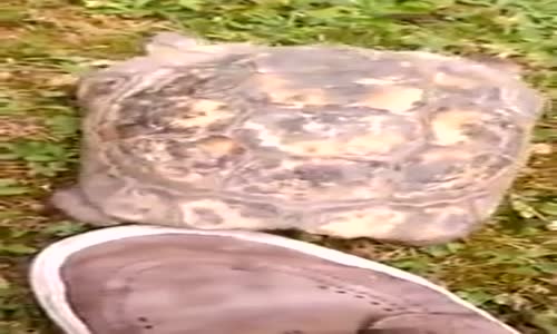 Kin ve Nefret Dolu Kaplumbağa