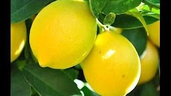 Doğal Saf Limon Maskesi