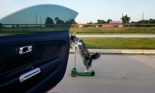 Arabadan İnip Dans Etme Akımına Uyan Sevimli Köpek