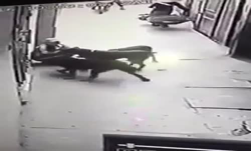 Ecel Terleri Döktüren Köpek Sevmesi