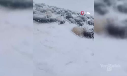 Karda Mahsur Kalan Çobanın İlginç Anlatımı İzleyenleri Kahkahaya Boğdu