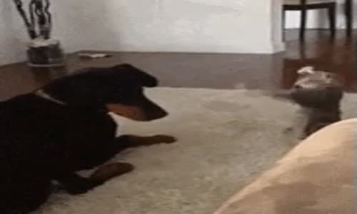 Kavga isteyen Kediye Köpeğin Cevabı !