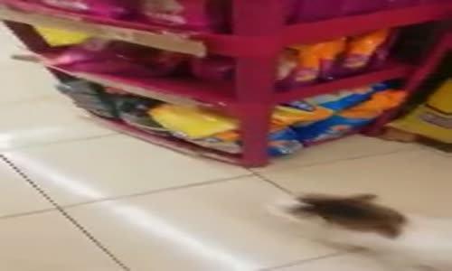 Marketteki Kadına İstediği Mamayı Aldırtan Sokak Kedisi 