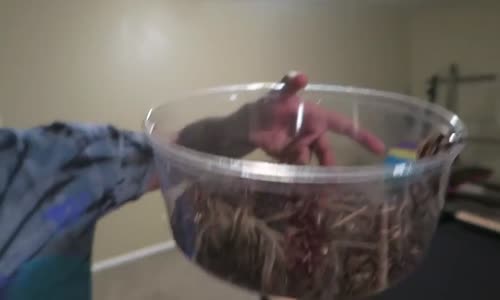 Kız Arkadaşa Acımasız Örümcek Şakası 