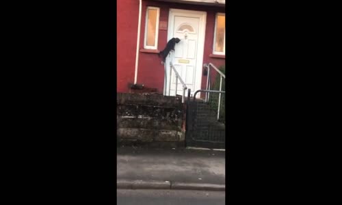 Eve Girmek İçin Kapı Tokmağı Çalan Kedi
