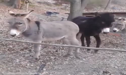 Olaya Farklı Bir Bakış Açısı Getiren Eşek