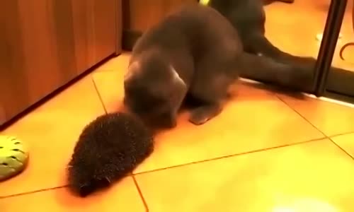 Kedinin Kirpiyle Oynaması