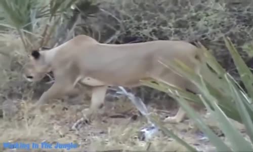 Aslanların Babun Saldırısı - HD Kısa Belgesel