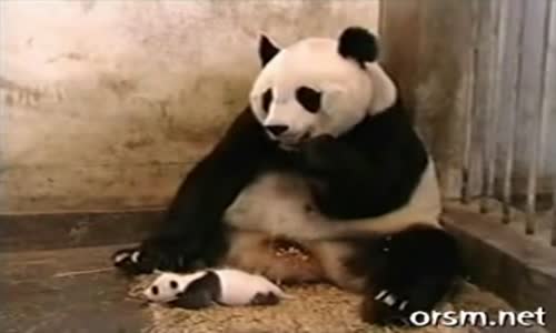 Bebek Panda Hapşurarak Annesini Korkutuyor
