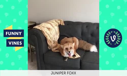 Komik Hayvan Videoları