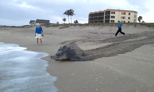 Florida'da Görülen Deri Sırtlı Deniz Kaplumbağası