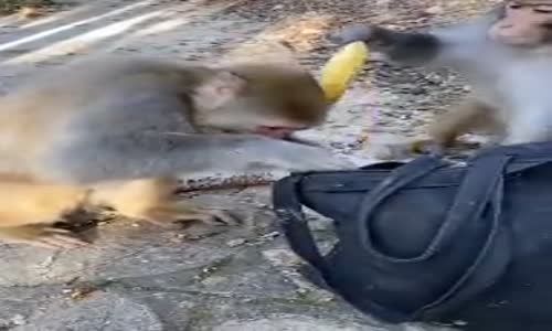 Hasılatı Toplayan Kapkaççı Maymun 