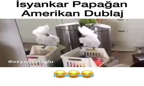 İsyankar Papağan - Amerikan Dublaj