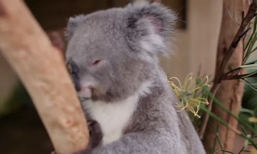 Koala ile Kelebeğin Dostluğu