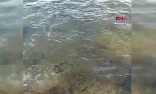 Sinop’ta su samuru kameraya böyle yansıdı 