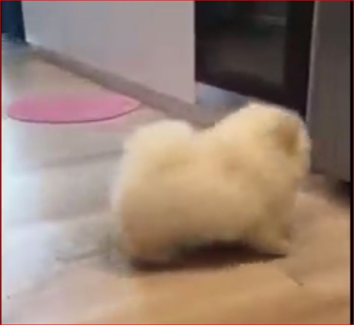 Yok Böyle Yürüyüş