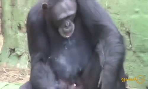 Komik Hayvan Videoları