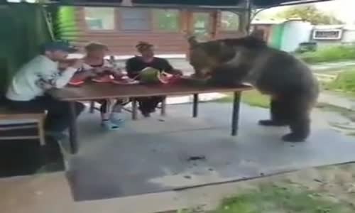 Aile Fertleri ile Beraber Karpuz Yiyen Ayı 