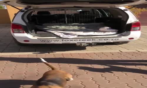 Araba İçinden Çıkan Sürpriz Köpek Sürüsü