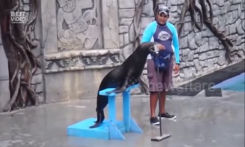 Fok Balığının Muhteşem Şarkısı