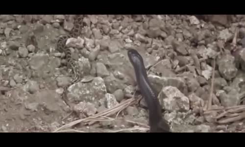 Cobra Ve Pitonun Yaşam Savaşı