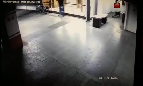 Alışveriş Merkezinde Kafasına Göre Takılan Leopar