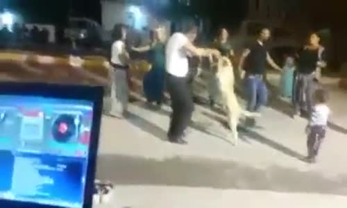 Roman Havası Oynayan Köpek