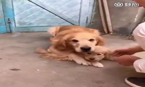 Yavrusuna  Dokundurtmayan Anne Köpek