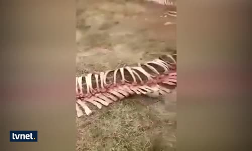 Köylüler Ejderha İskeleti Buldu