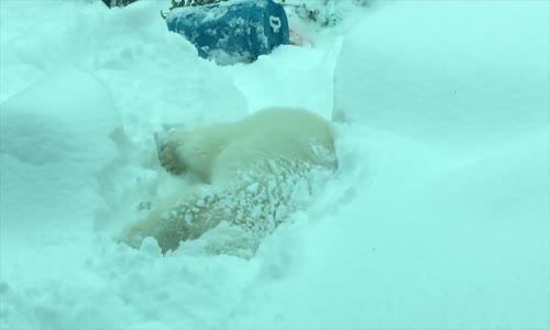 Oregon Hayvanat Bahçesine 2017'nin İlk Karı Düştü!