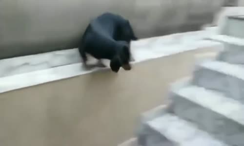 Köpeklerin Tuhaf Halleri