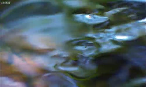 Piranaların Avlanma Anı