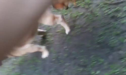 Köpek horozla Çiftleşti  Kıyamet Alameti