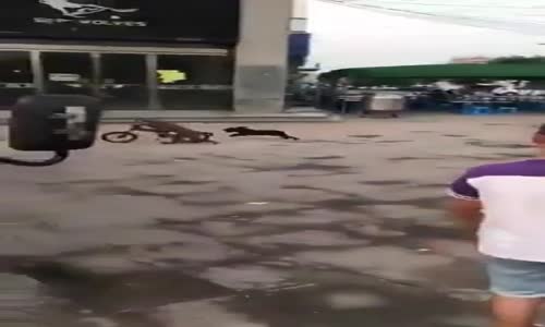 Bisiklete Binen Maymunu Kovalayan Köpek