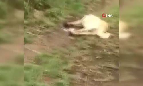 Manisa’da Köpek Katliamı 20’Ye Yakın Köpek Zehirlendi