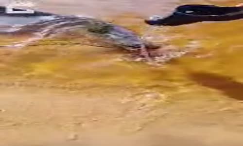 Terliği Yayın Balığına Kaptırmak 